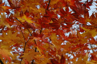 DSC_2764.JPG