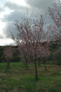 DSC_6359.JPG